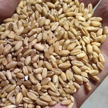 山东地区精品自然干优质普小麦，货真价实