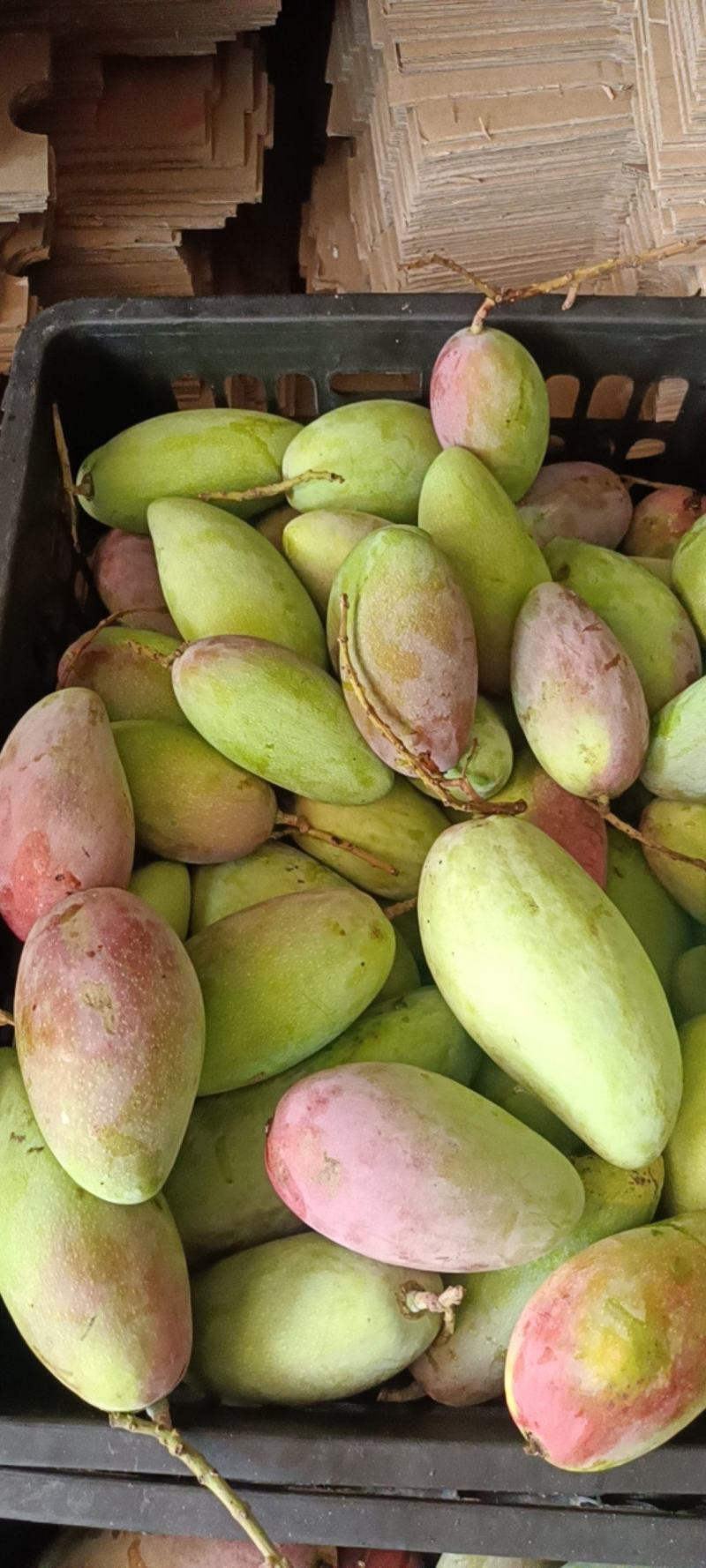 贵妃大果几千斤便宜卖