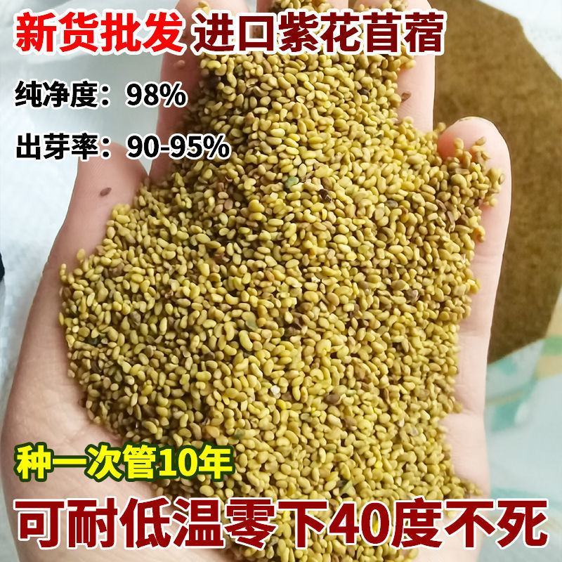 进口紫花苜蓿草籽种四季牧草种子苜蓿草种子养殖牛羊猪鸡鸭鹅