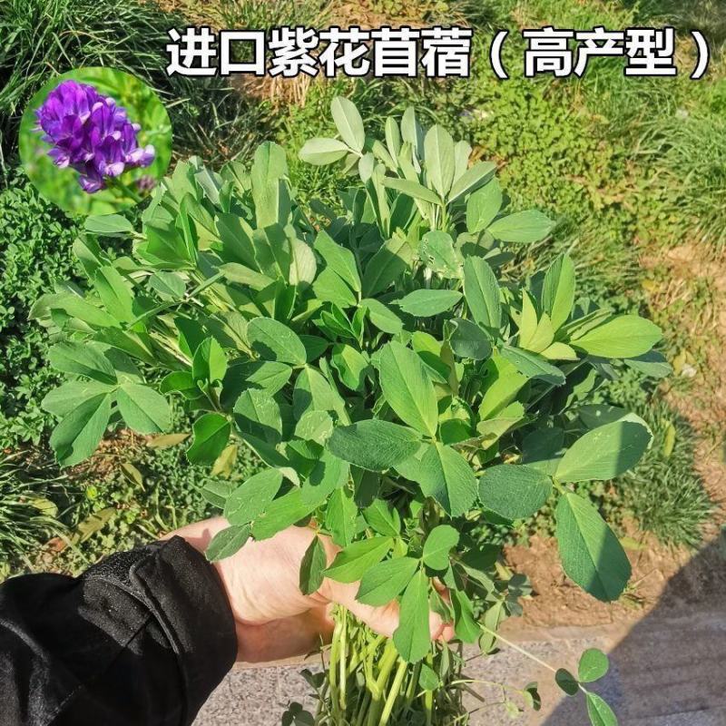 进口紫花苜蓿草籽种四季牧草种子苜蓿草种子养殖牛羊猪鸡鸭鹅
