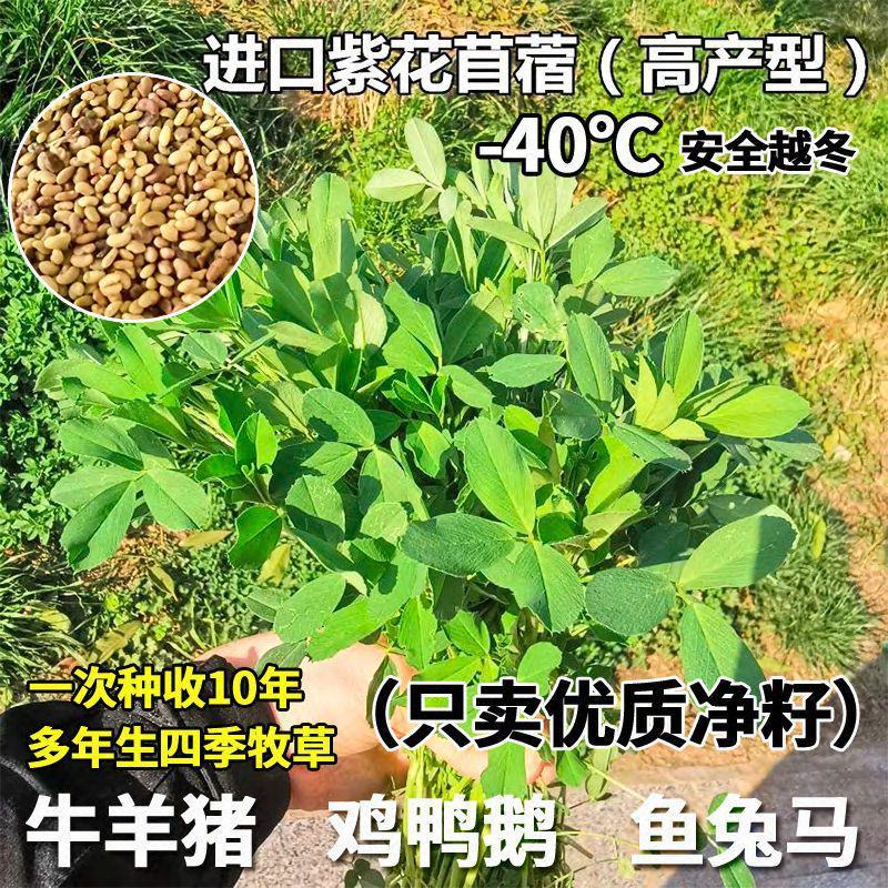 进口紫花苜蓿草籽种四季牧草种子苜蓿草种子养殖牛羊猪鸡鸭鹅