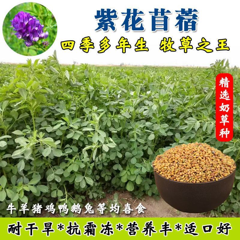 进口紫花苜蓿草籽种四季牧草种子苜蓿草种子养殖牛羊猪鸡鸭鹅