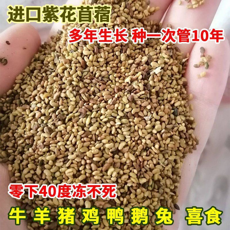 进口紫花苜蓿草籽种四季牧草种子苜蓿草种子养殖牛羊猪鸡鸭鹅