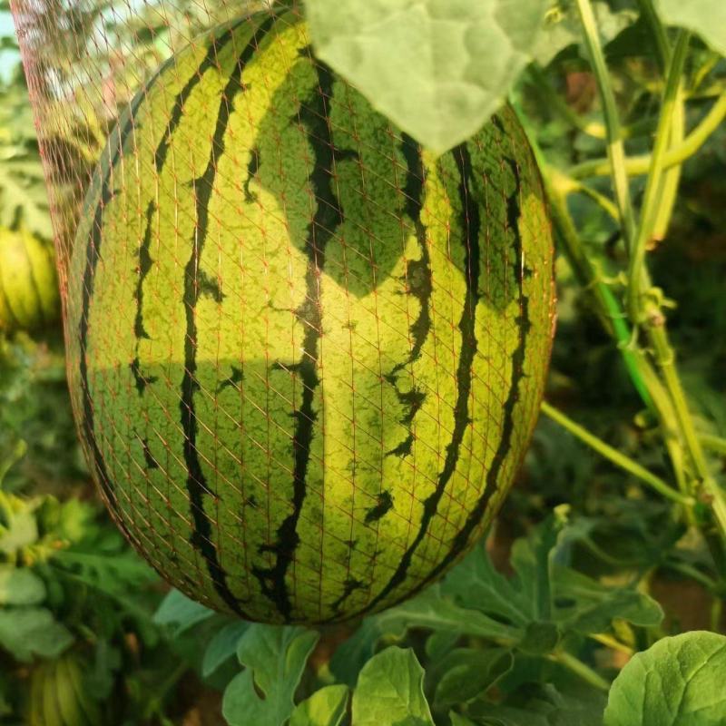 吊蓝西瓜，皮薄瓤红，甜度高，货源充足，物美价廉，欢迎订购