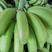 精品广东不同品种香蕉大量上市，产地直采，大量供电商，市场