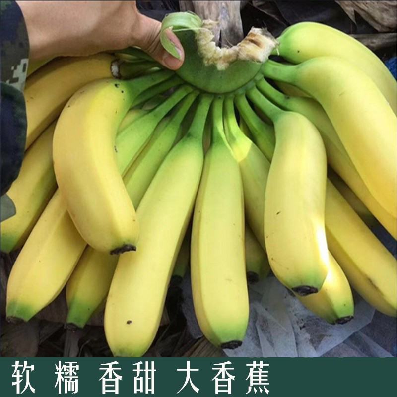 精品广东不同品种香蕉大量上市，产地直采，大量供电商，市场