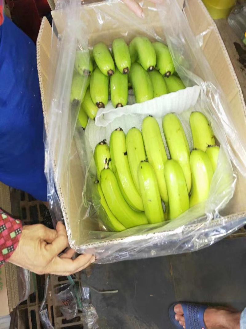 精品广东不同品种香蕉大量上市，产地直采，大量供电商，市场