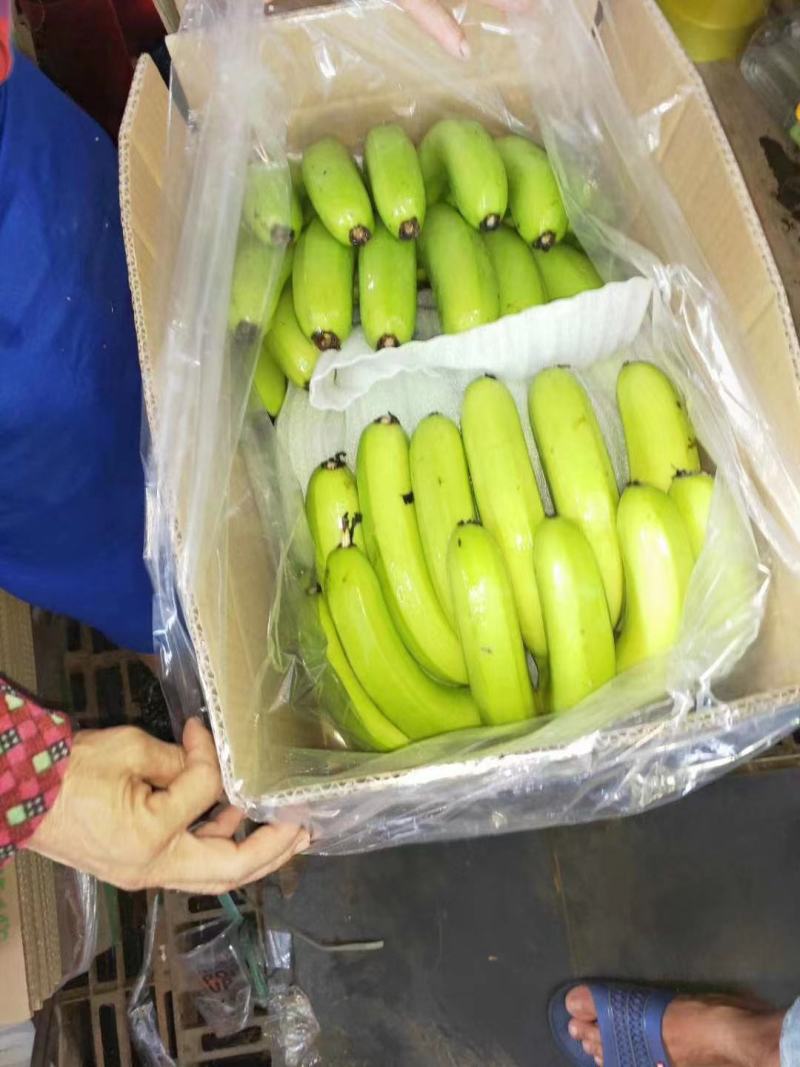 精品广东不同品种香蕉大量上市，产地直采，大量供电商，市场