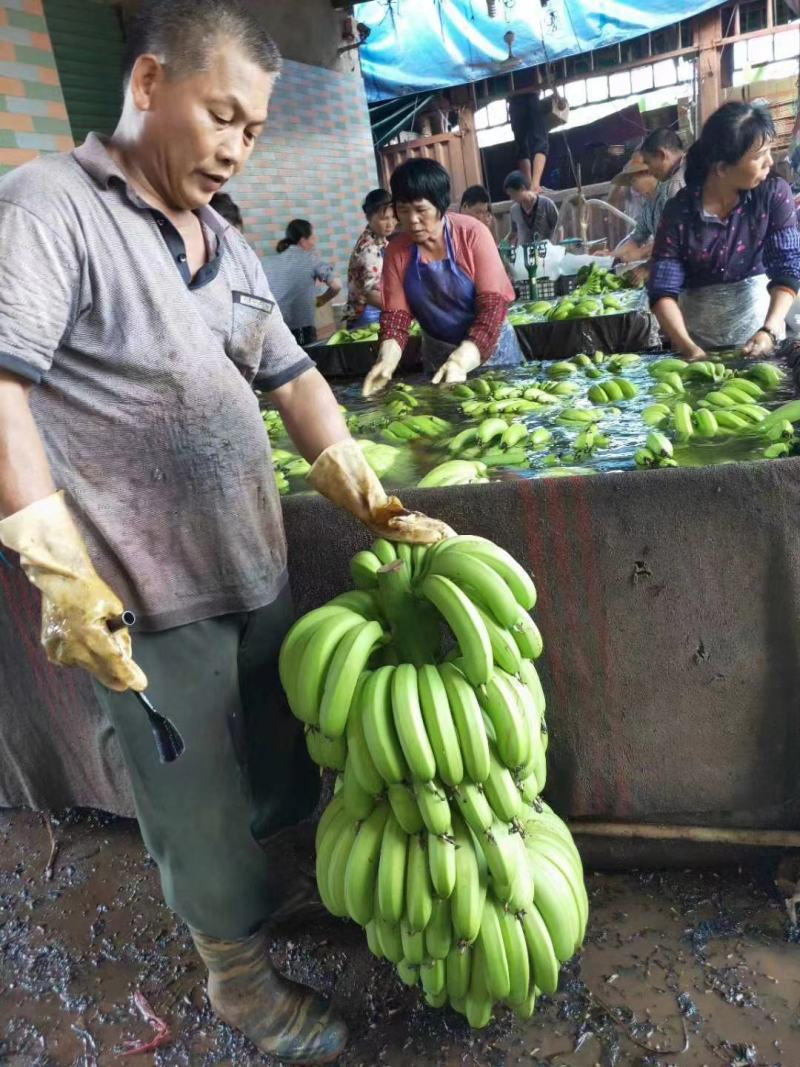 精品广东不同品种香蕉大量上市，产地直采，大量供电商，市场