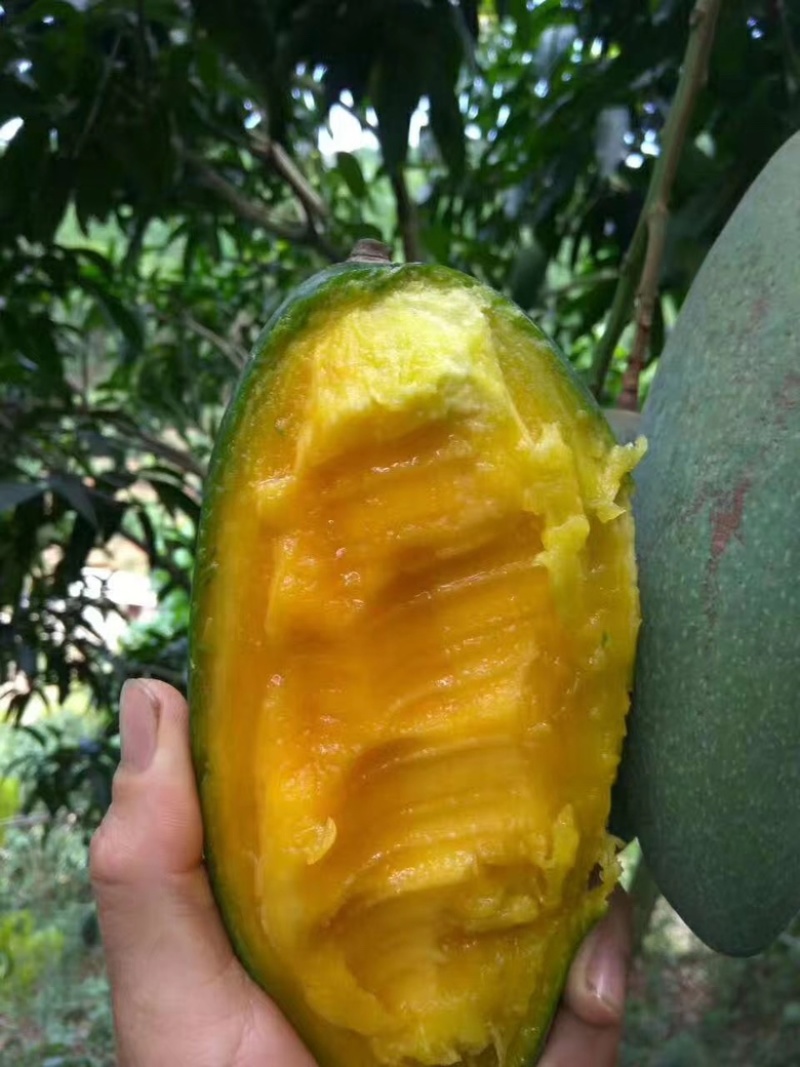 西双版纳大青芒金煌芒【上市中】欢迎渠道合作洽谈
