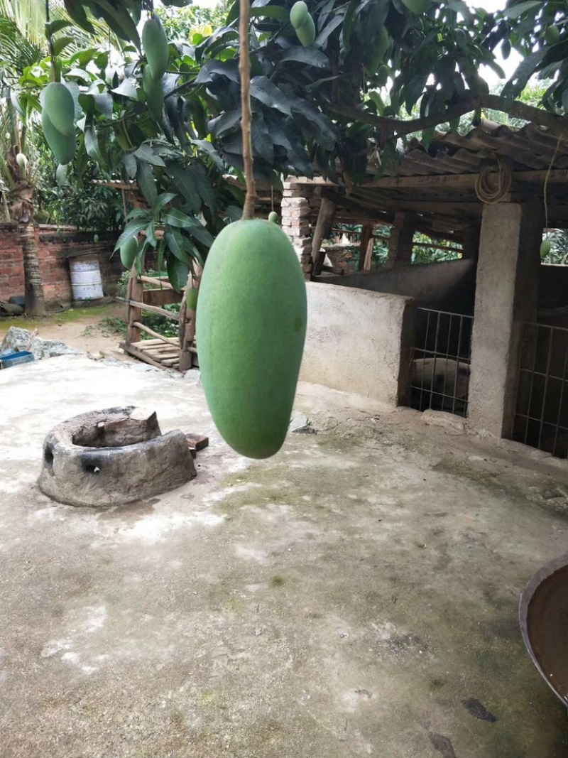 西双版纳大青芒金煌芒【上市中】欢迎渠道合作洽谈