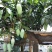 西双版纳大青芒金煌芒【上市中】欢迎渠道合作洽谈