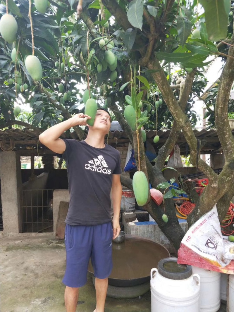 西双版纳大青芒金煌芒【上市中】欢迎渠道合作洽谈