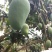 西双版纳大青芒金煌芒【上市中】欢迎渠道合作洽谈
