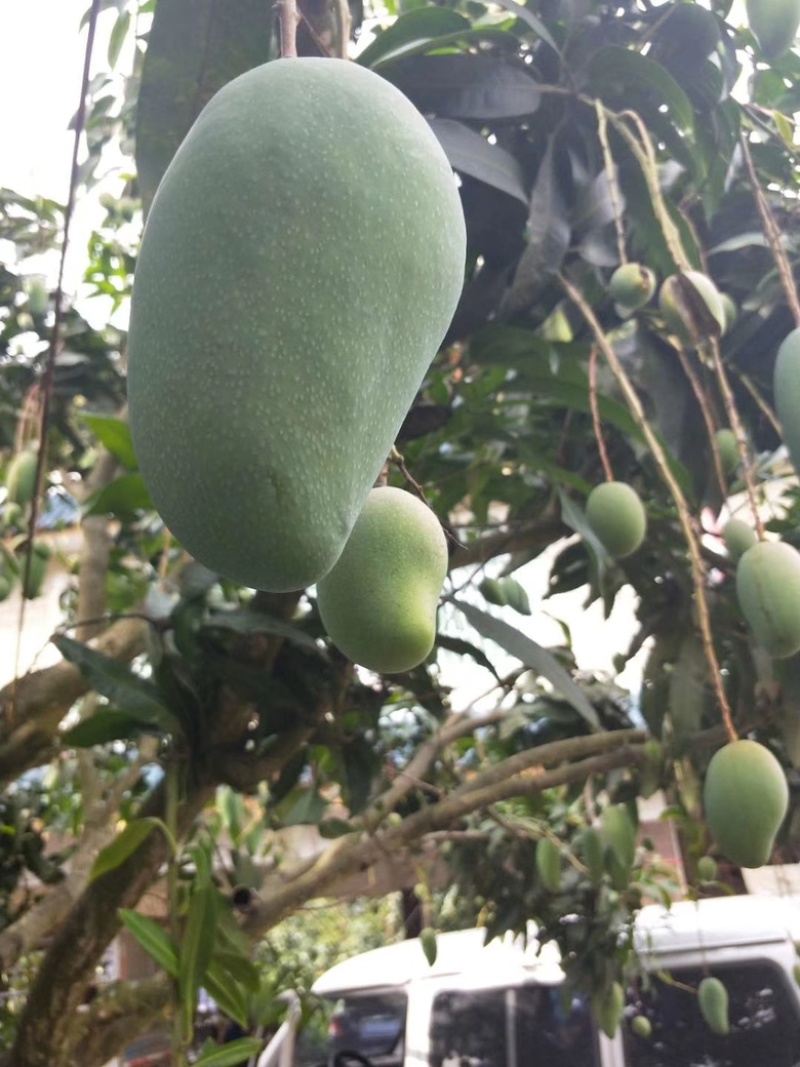 西双版纳大青芒金煌芒【上市中】欢迎渠道合作洽谈