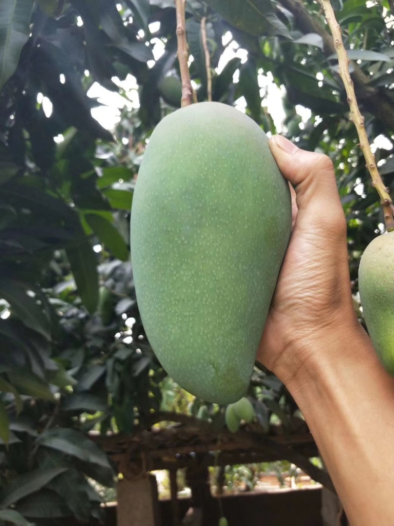 西双版纳大青芒金煌芒【上市中】欢迎渠道合作洽谈