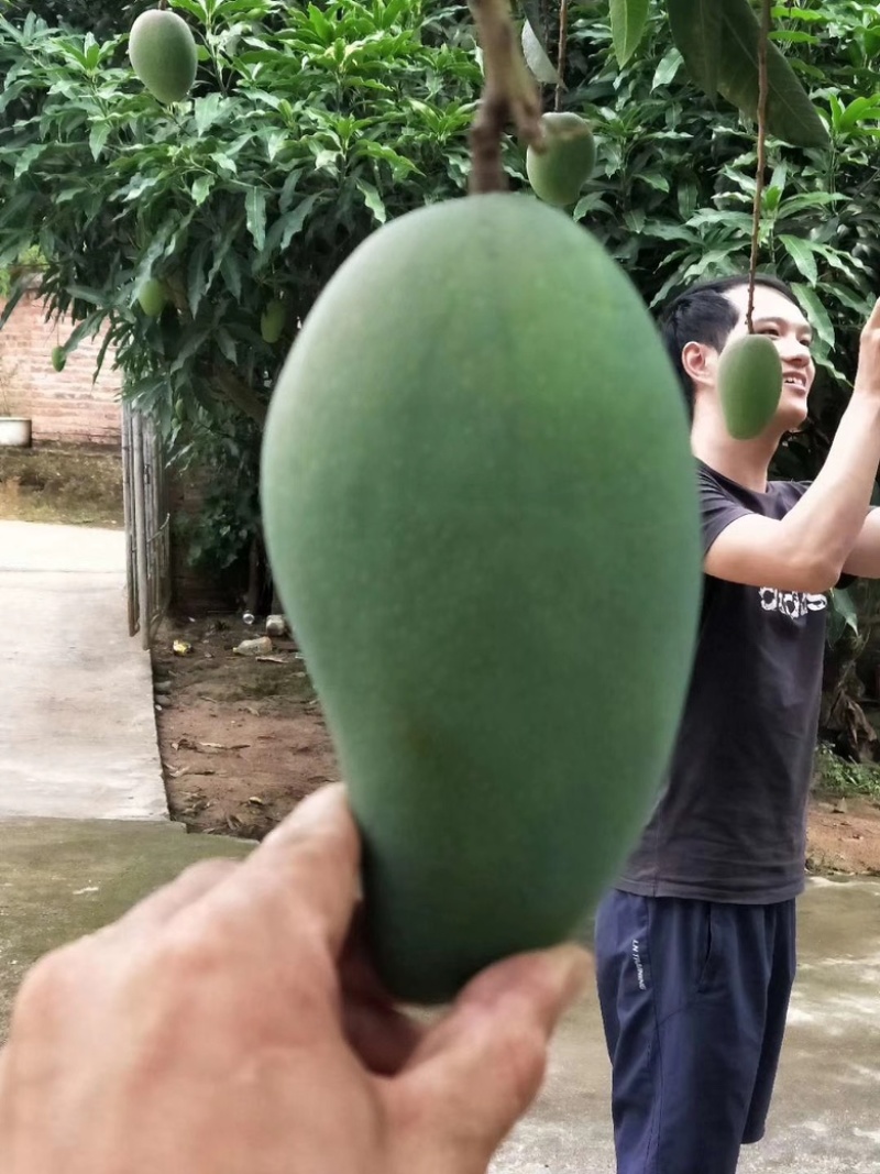 西双版纳大青芒金煌芒【上市中】欢迎渠道合作洽谈