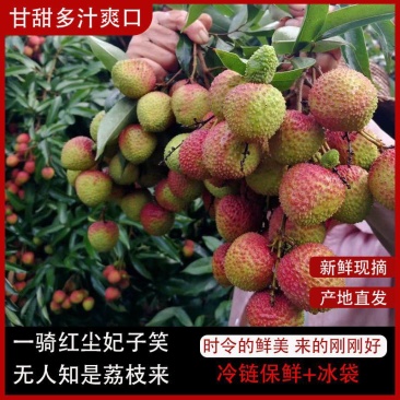 【优选】《妃子笑》荔枝，品种齐全，产地直发，量大从优