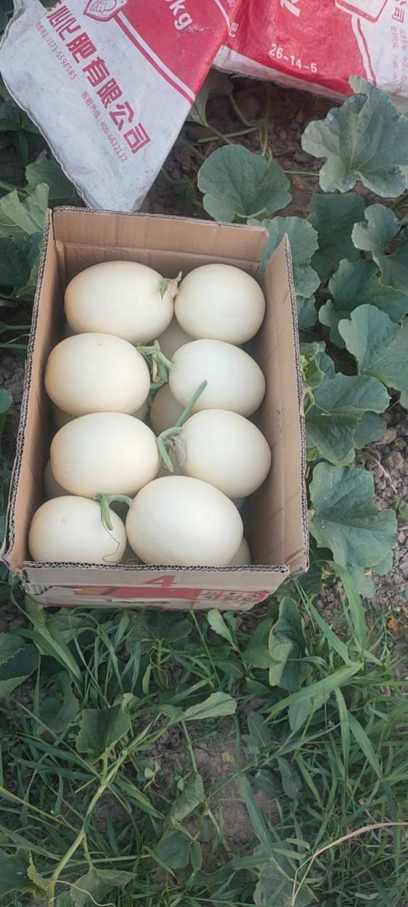 【牛商推荐东方蜜2号红金蜜红玉甜瓜，万亩大棚基地一手货源