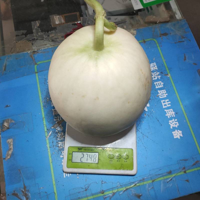 【牛商推荐东方蜜2号红金蜜红玉甜瓜，万亩大棚基地一手货源