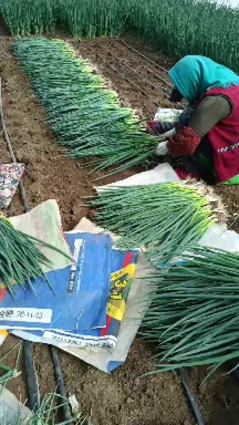 东北产地直发精品小葱，大棚香葱，陆地香葱，质量好价格实惠