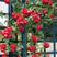 红龙大爬藤月季红色龙沙宝石庭院花园屋顶花墙拱门花柱花