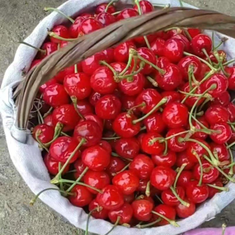 露天红宝石大量上市