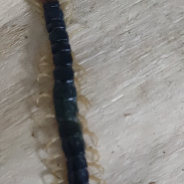 蜈蚣