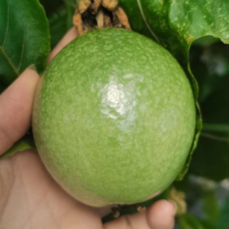 海南钦密9号百香果
