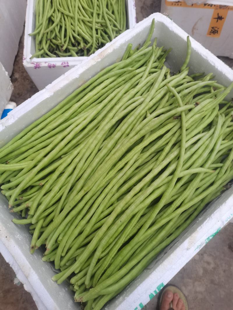 油豆角甜豆角。。。。