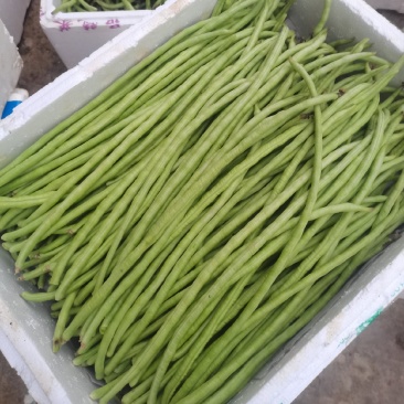油豆角甜豆角。。。。