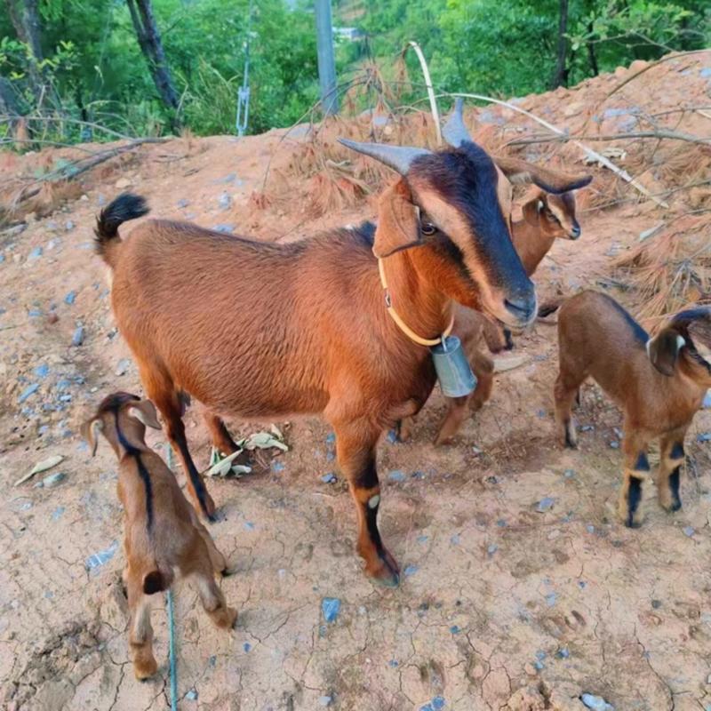 四川南江黄羊原产地怀孕母羊种公羊努比亚黑山羊买十送一