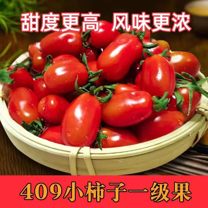 辽宁409小柿子圣女果原产地发货量大从优品质货源