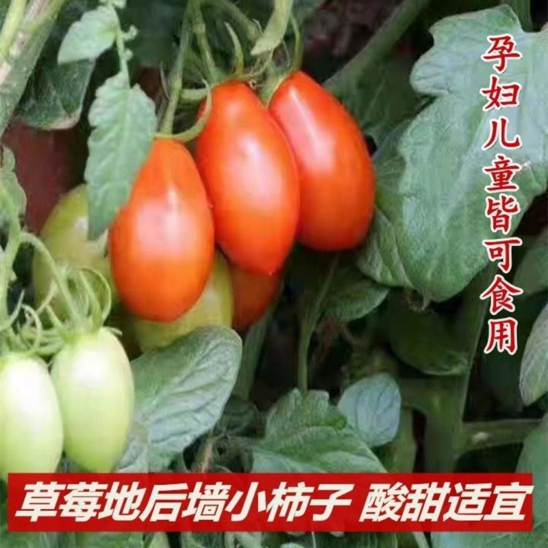 辽宁409小柿子圣女果原产地发货量大从优品质货源