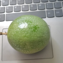 海南钦密9号百香果