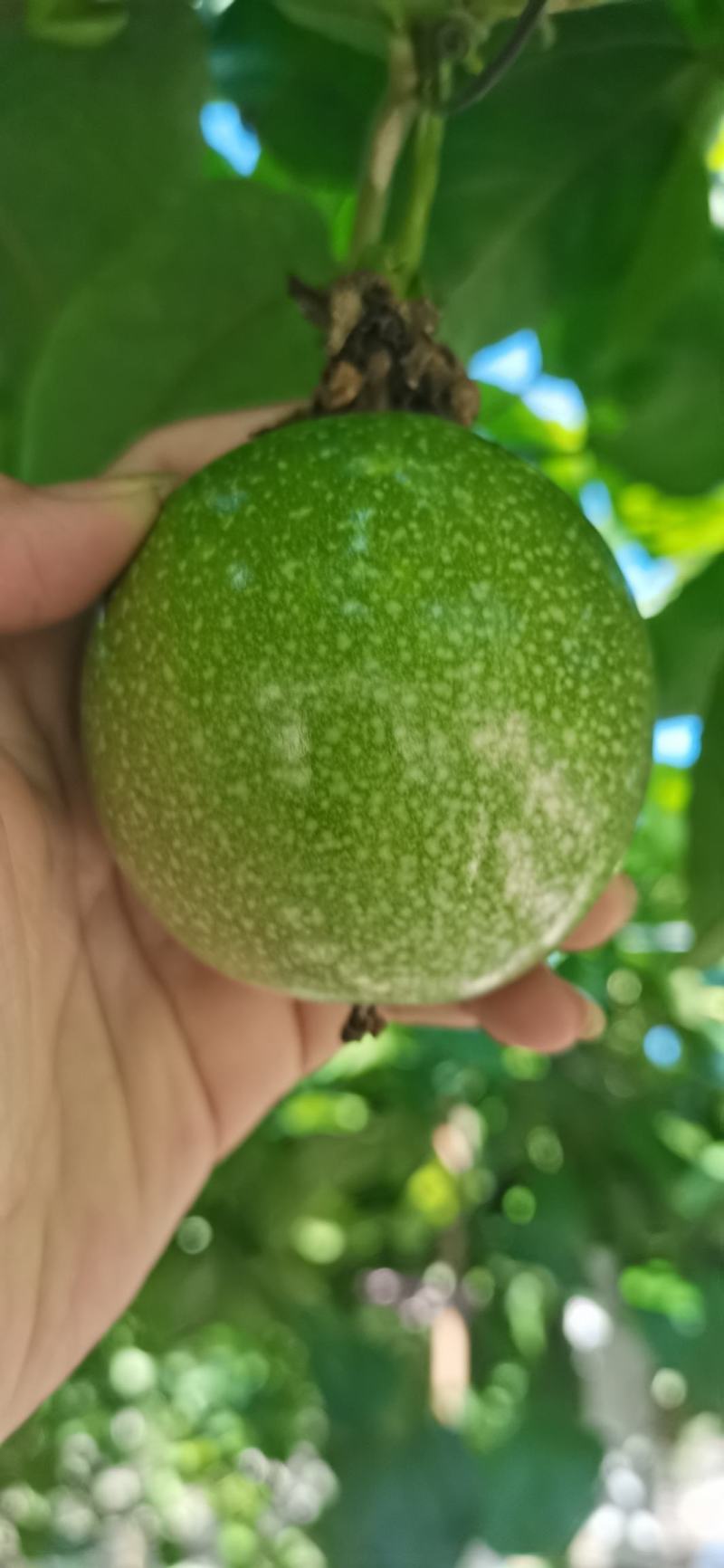 海南钦密9号百香果