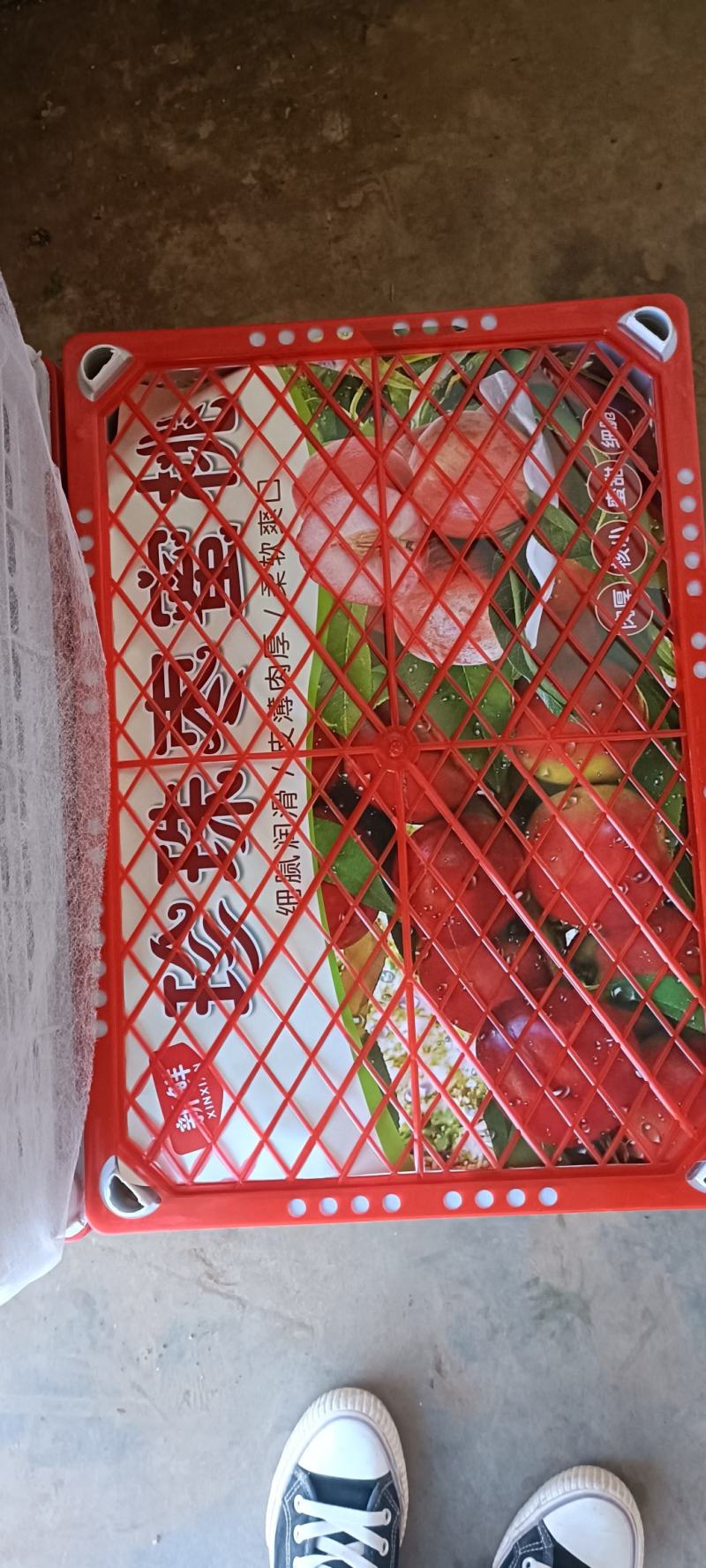 黄心油桃