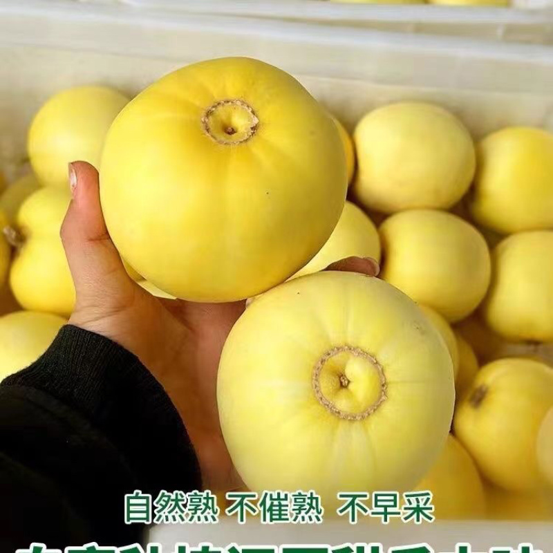 陕西阎良甜瓜，白皮甜瓜，头茬甜瓜，现采现发