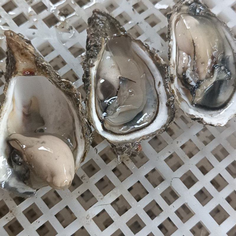半壳烧烤专用蚝，三倍体半壳各规格长期有货