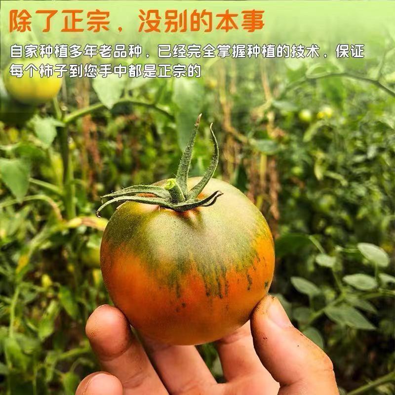 [荐]铁皮西红柿精品铁皮柿子西红柿原产地发品质保证