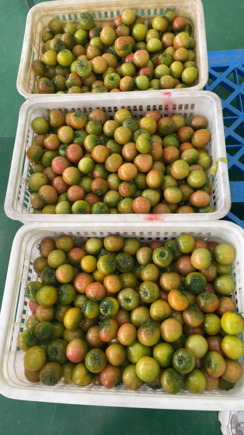 盘锦碱地柿子