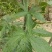 广西大瑶山刺甜茶