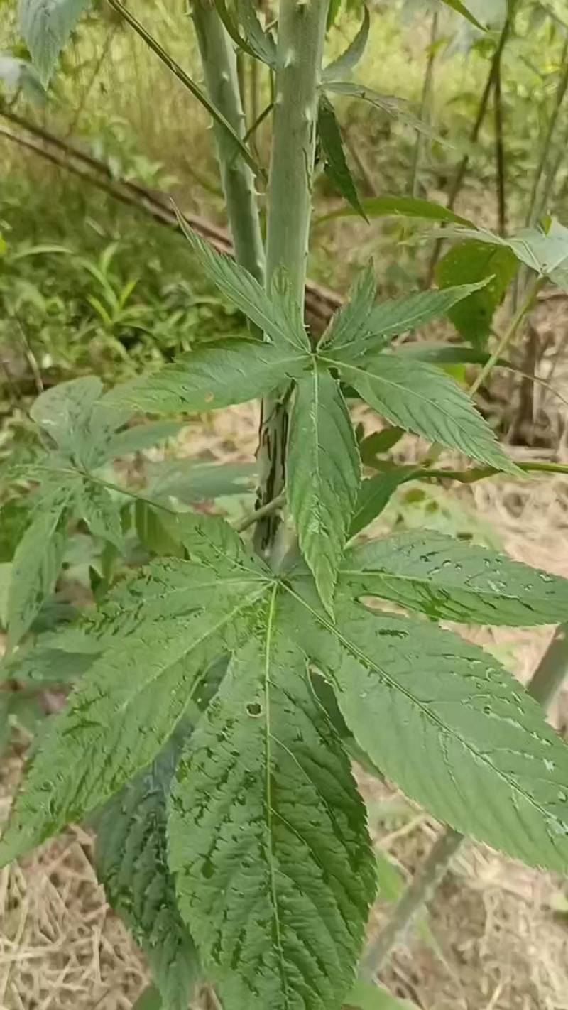 广西大瑶山刺甜茶