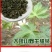 广西大瑶山刺甜茶