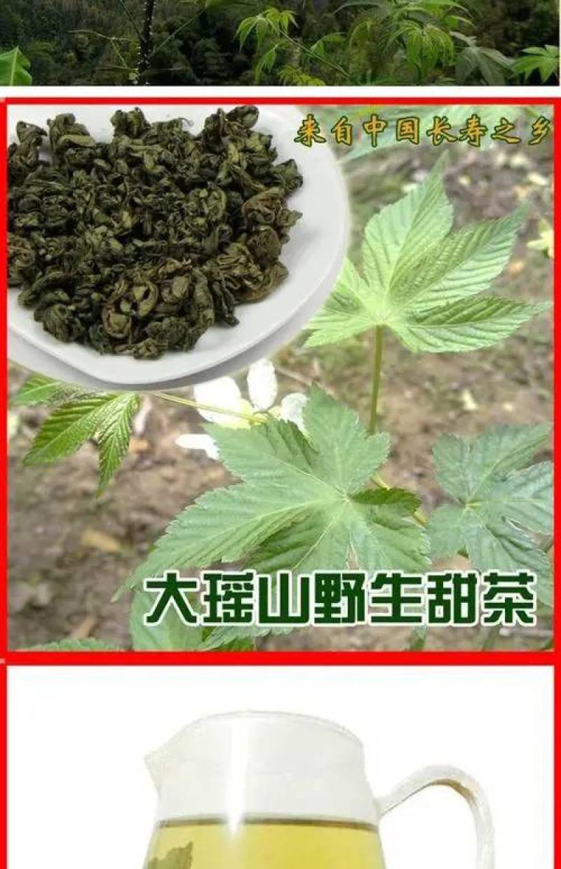 广西大瑶山刺甜茶