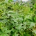 广西大瑶山刺甜茶