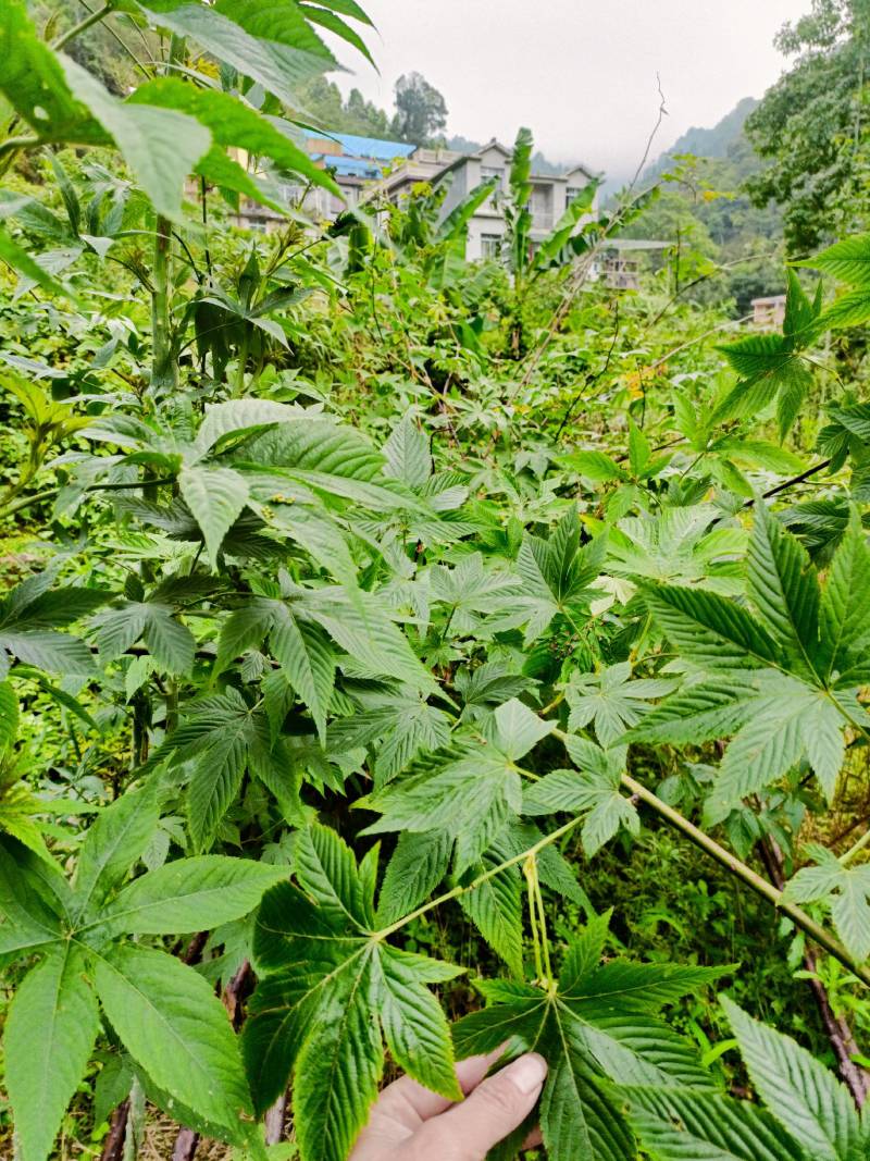 广西大瑶山刺甜茶