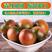 [西红柿]铁皮柿子铁皮草莓西红柿对接各大市场商超电商