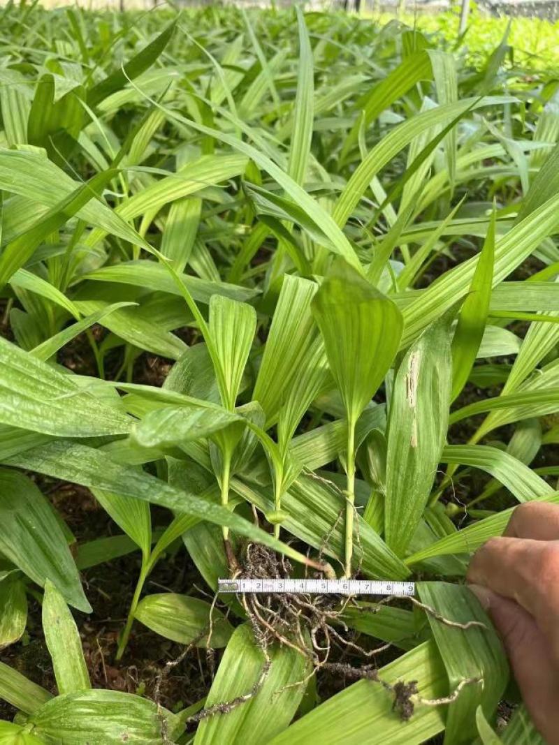 紫花宽叶大白芨苗