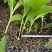 紫花宽叶大白芨苗